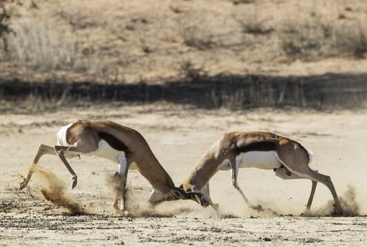 Springbok (Antidorcas marsupialis) . Fighting males. Kalahari Desert, Kgalagadi Transfrontier Park, South Africa