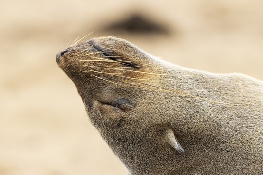 Cape Fur Seal (Arctocephalus pusillus) . Resting. Cape Cross Seal Reserve, Skeleton Coast, Dorob National Park, Namibia