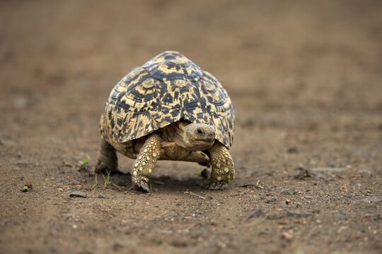 Leopard tortoise (Testudo pardalis), adult, walking, foraging, Kruger National Park, South Africa
