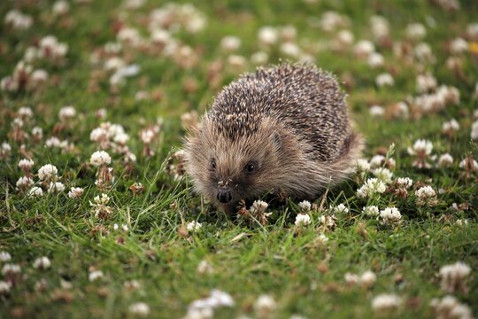 European hedgehog (Erinaceus europaeus), adult, daytime, meadow, foraging, Surrey, England, Great Britain