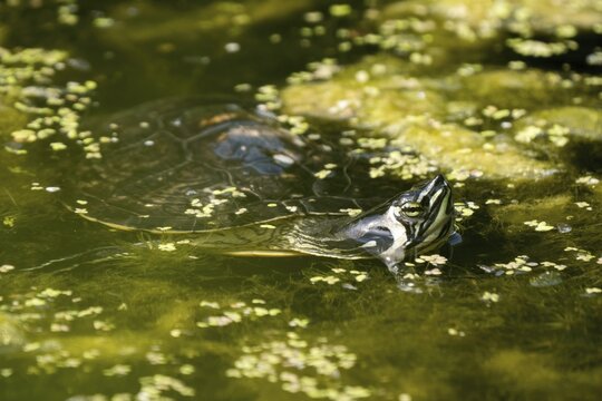Red-eared slider (Trachemys scripta elegans), swimming in water, Hesse, Germany