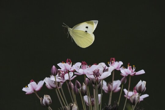 Small white (Pieris rapae) in flight over flowering rush (Butomus umbellatus), Hesse, Germany