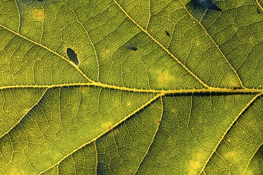 Leaf of an oak, after-image of the leaf structure against the light, Bavaria, Germany