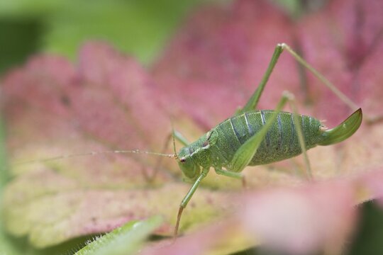 Speckled bush-cricket (Leptophyes punctatissima), Emsland, Lower Saxony, Germany