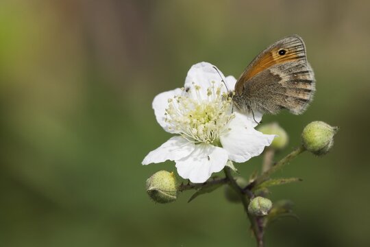 Small heath (Coenonympha pamphilus), sitting on blackberry blossom, Hesse, Germany