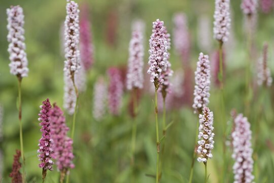 Meadow bistort (Bistorta officinalis), meadow knotweed, Emsland, Lower Saxony, Germany