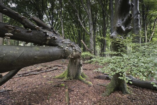 Old, fallen copper beech (Fagus sylvatica) with scale (Fomes fomentarius), Emsland, Lower Saxony, Germany