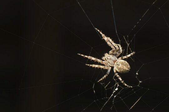 Bridge spider (Larinioides sclopetarius) or bridge spider, in web, Federsee, Bad Buchau, Baden-W&uuml;rttemberg, Germany
