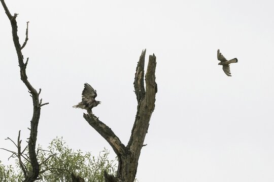 Common kestrel (Falco tinnunculus) attacks steppe buzzard (Buteo buteo), Hesse, Germany