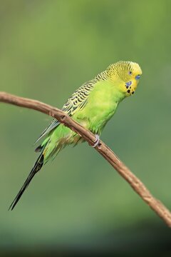 Budgie (Melopsittacus undulatus), adult, male, on standby, captive, Australia
