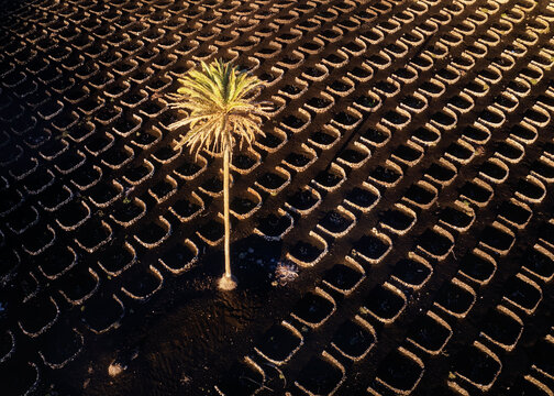 Aerial view of a lone palm tree standing amidst the dark, volcanic soil and geometric patterns of La Geria's vineyards, Canarias, Spain.