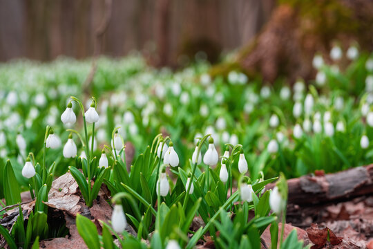 White snowdrop flowers with green leaves emerging from brown fallen leaves in a natural forest environment, signaling the arrival of vibrant spring growth and life