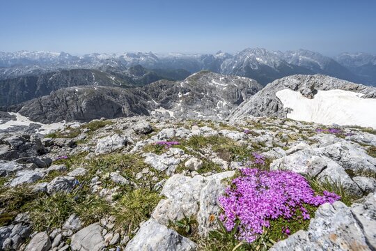 Spring in the mountains, purple blooming phlox flowers, mountain landscape, Hoher G&ouml;ll, mountains and landscape, Berchtesgaden Alps, Salzburger Land, Austria