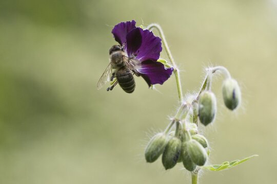 Honey bee (Apis mellifera) on brown cranesbill (Geranium phaeum), Emsland, Lower Saxony, Germany