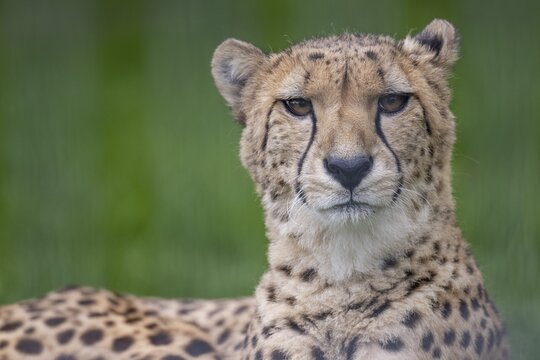 Cheetah (Acinonyx jubatus) captive, Zoo, Wilhelma, Stuttgart, Baden-W&uuml;rttemberg, Germany