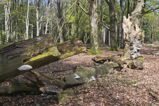 Dead copper beech (Fagus sylvatica) with fungal infestation, scale (Fomes fomentarius), Emsland, Lower Saxony, Germany