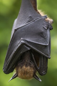 Indian flying fox (Pteropus giganteus), flying fox, hanging, captive, Stuttgart, Baden-W&uuml;rttemberg, Germany