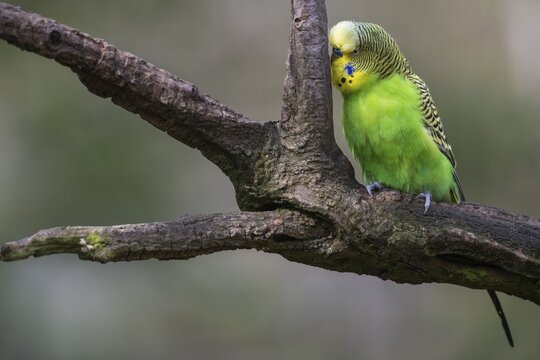 Budgie (Melopsittacus undulatus) on a branch, captive, Stuttgart, Germany