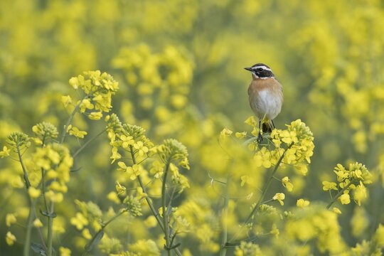 Whinchat (Saxicola rubetra) in rape (Brassica napus), Emsland, Lower Saxony, Germany