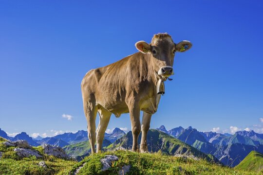 Young cattle, Allg&auml;uer Braunvieh, domestic cattle (Bos primigenius taurus), on an alpine meadow at the Nebelhorn, near Oberstdorf, Allg&auml;u Alps, Allg&auml;u, Bavaria, Germany