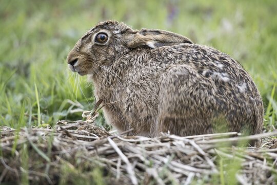 European hare (Lepus europaeus), Lower Saxony, Germany