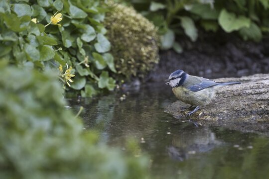 Blue tit (Parus caerulea) at the drinking trough, Emsland, Lower Saxony, Germany