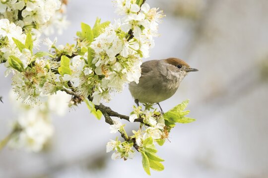Blackcap (Sylvia atricapilla), female, sitting on branch of a flowering cherry tree, Hesse, Germany