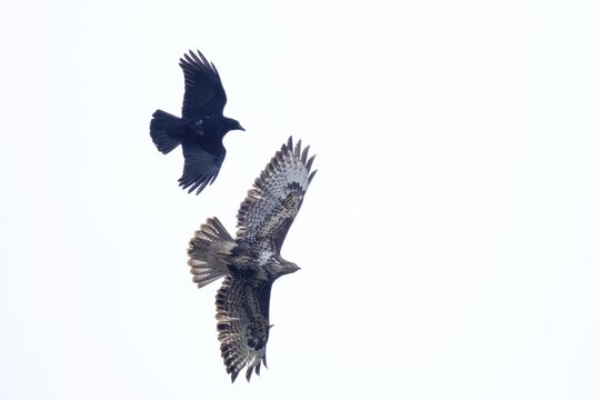 Carrion crow (Corvus corone corone) attacks steppe buzzard (Buteo buteo) in flight, Hesse, Germany