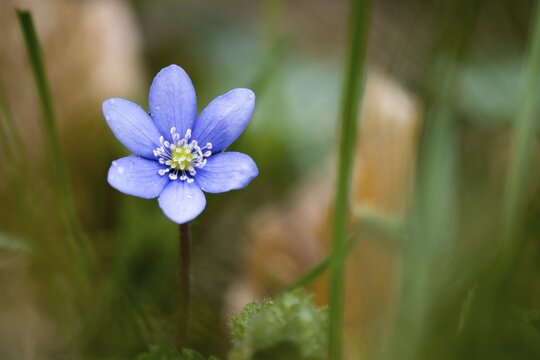 Liverwort (Hepatica nobilis), Hesse, Germany
