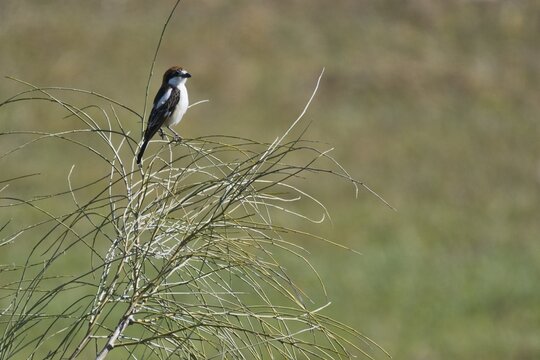 Woodchat Shrike (Lanius senator), Extremadura, Spain