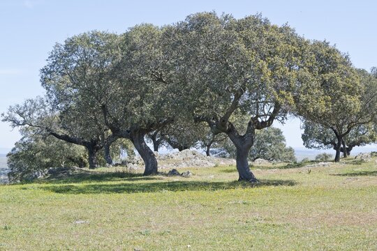 Holm oaks (Quercus ilex), Extremadura, Spain