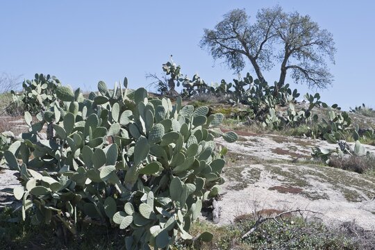 Prickly pear (Opuntia indica), Extremadura, Spain