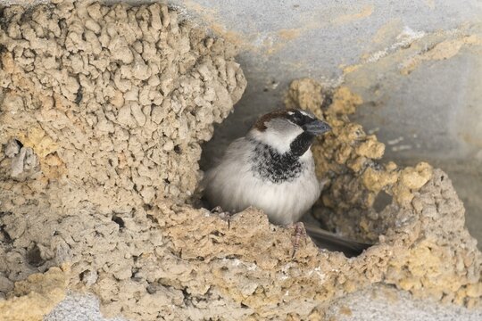 House sparrow (Passer domesticus) in the swallow's nest, Coto de Donana, Spain