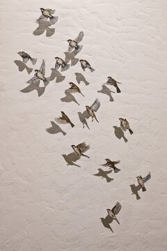House Sparrows (Passer domesticus), mural, El Rocio, Coto de Donana, Spain
