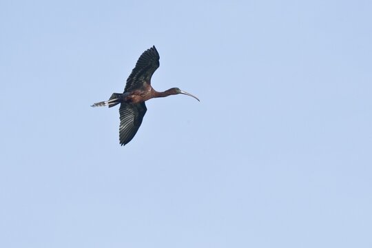 Brown Sickler (Bubulcus ibis), Coto de Donana, Spain