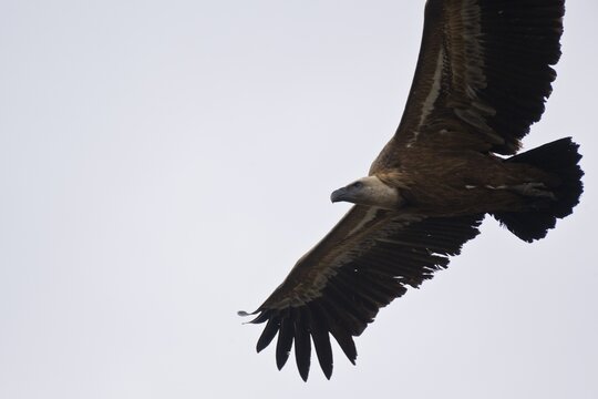 Griffon Vulture (Gyps fulvus), flying, Monfrag&uuml;e National Park, Spain