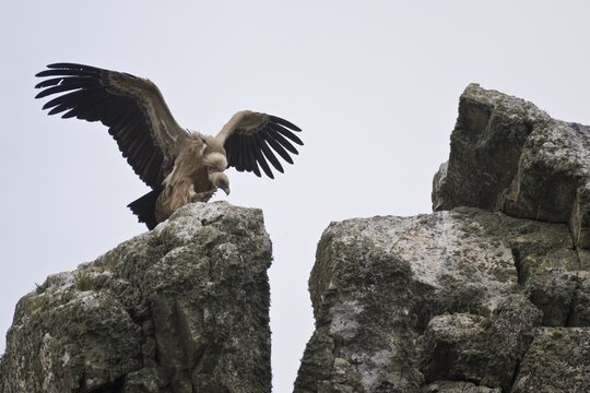 Griffon Vulture (Gyps fulvus), Monfrag&uuml;e National Park, Spain