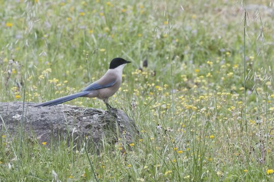 Blue magpie (Cyanopica cyanus), Extremadura, Spainj