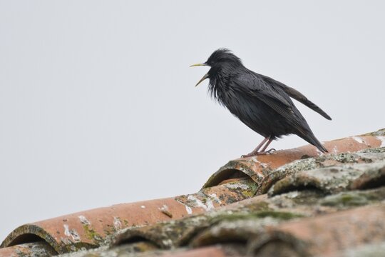 Spotless starling (Sturnus unicolor), singing, Extremadura, Spain