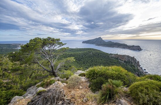 View of mountains and coast with sea, hiking to La Trapa from Sant Elm, in the back island Sa Dragonera, sunset, Serra de Tramuntana, Majorca, Spain