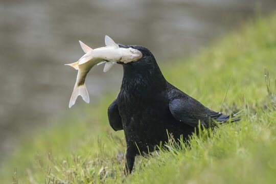 Carrion crow (Corvus corone corone) with captured fish in its beak, Hesse, Germany