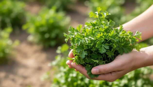 Fresh parsley harvest in vegetable garden