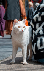In the outdoor park, a white cat is beside a person