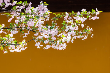 The peach blossoms blooming outside the wall in spring