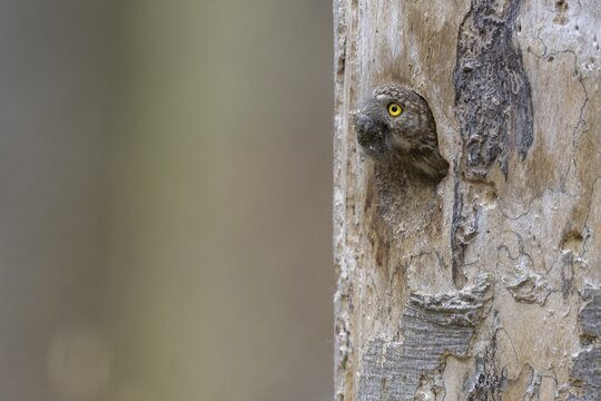 Pygmy Owl (Glaucidium passerinum), female cleaning the nest cavity, Biosphere Reserve, Swabian Alb, Baden-W&uuml;rttemberg, Germany