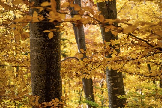 Autumn forest, Swabian Alb, Baden-W&uuml;rttemberg, Germany