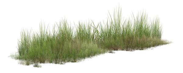 grass isolated on white background/Dense green wild grass border isolated on white background with sharp natural detail. © Saharattaphum