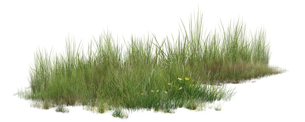 grass isolated on white background/Wild green grass with small yellow flowers isolated on white background, natural vegetation with sharp detail.