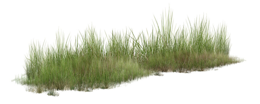 grass isolated on white background/Dense green wild grass border isolated on white background with sharp natural detail.
