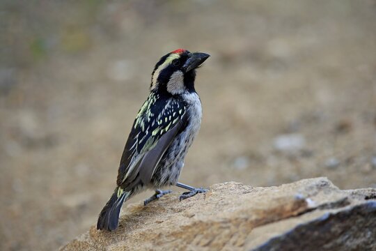 Acacia pied barbet (Tricholaema leucomelas), adult, Mountain Zebra National Park, Eastern Cape, South Africa